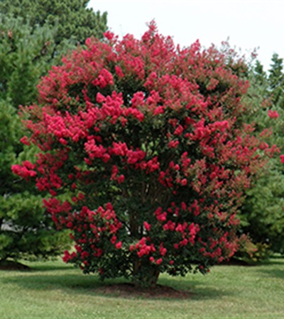 25g Arapaho Crape Myrtle